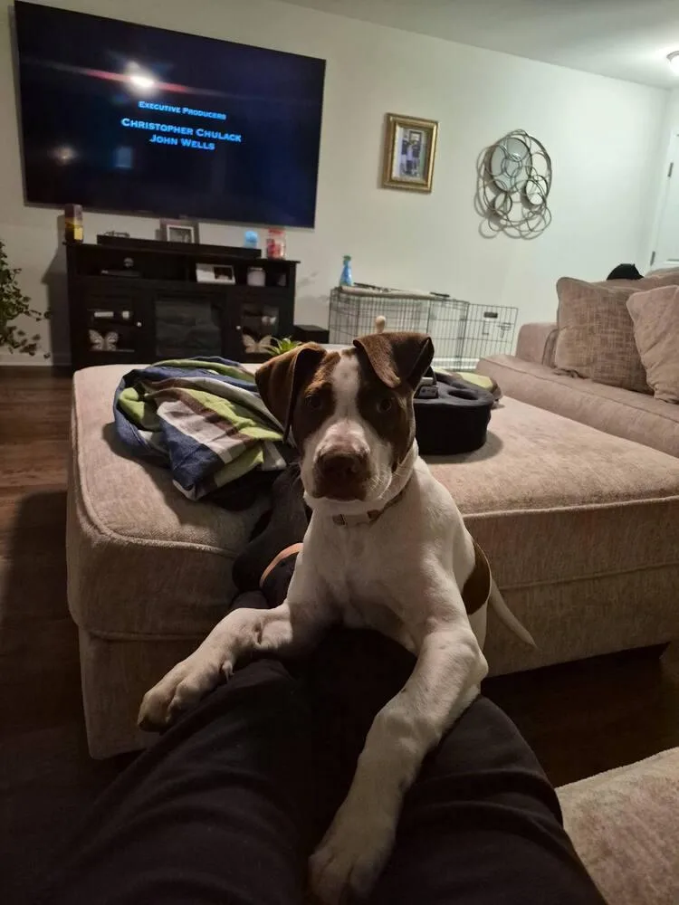 A baby medium-sized male Tricolor (Brown, Black, & White) Labrador Retriever dog named New Years Pups  for adoption in Sumter, SC