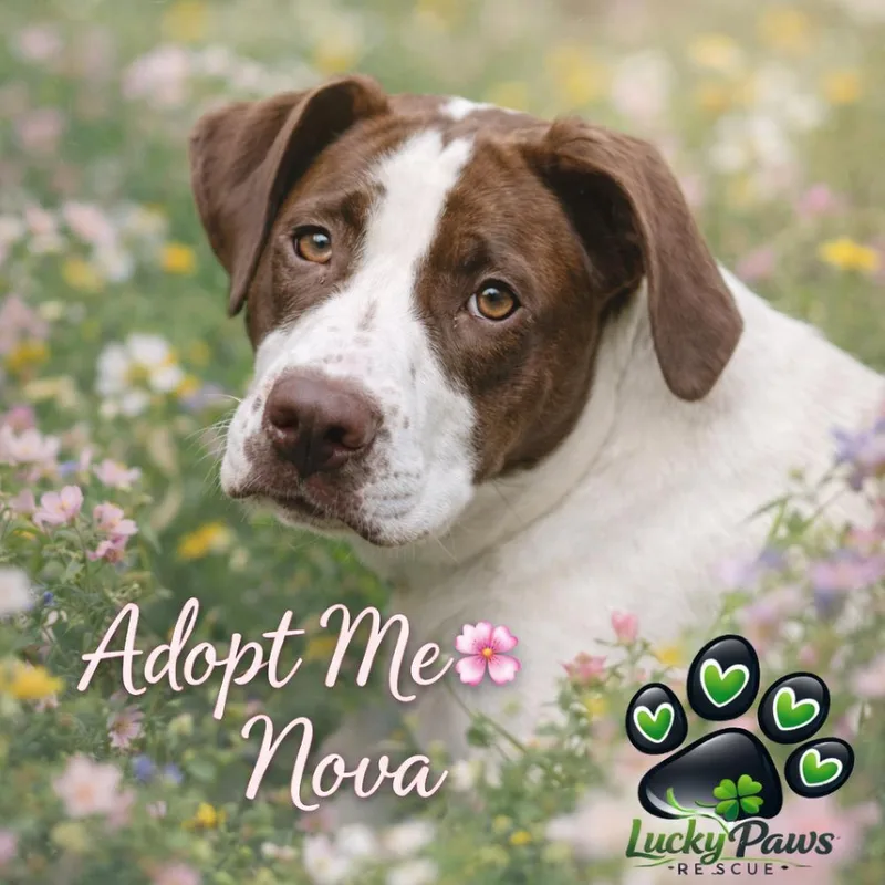 New Years Pups  thumbnail 2