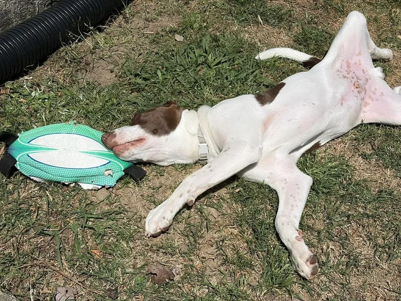 New Years Pups  thumbnail 3