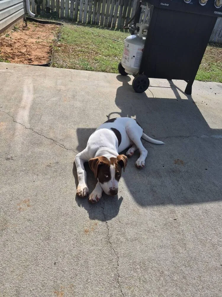 New Years Pups  thumbnail 4