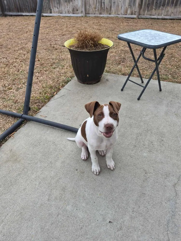 New Years Pups  thumbnail 5