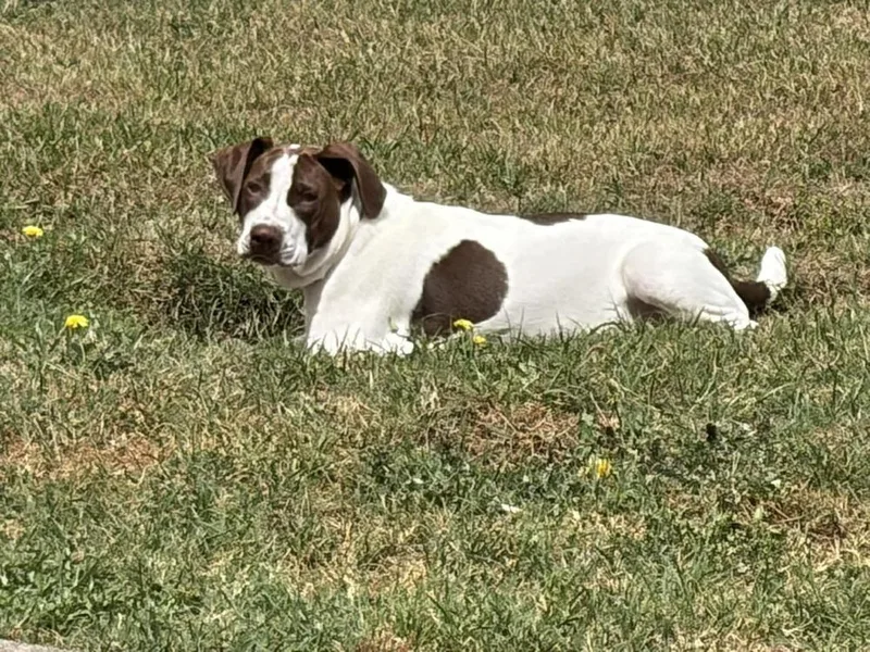 New Years Pups  thumbnail 6