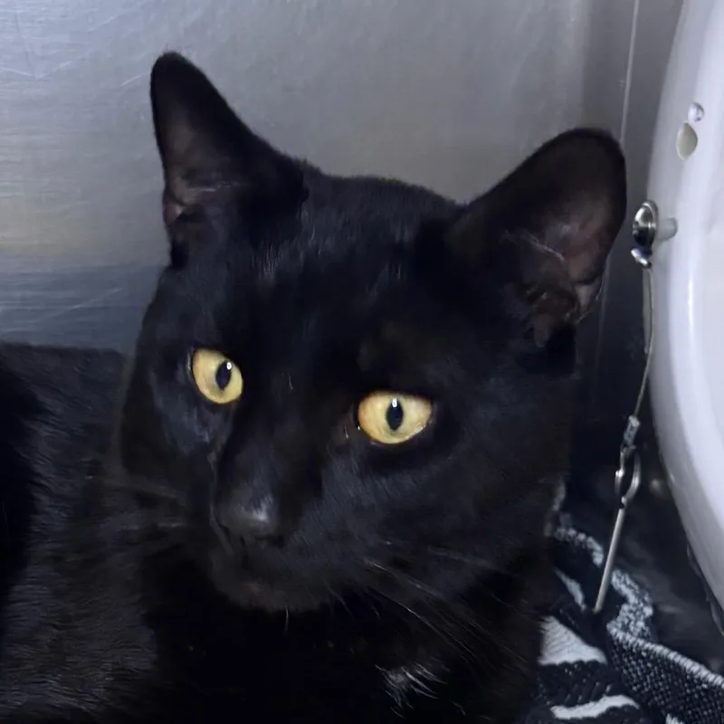An adult medium-sized male Black Domestic Short Hair cat named Crumbs for adoption in Providence, RI