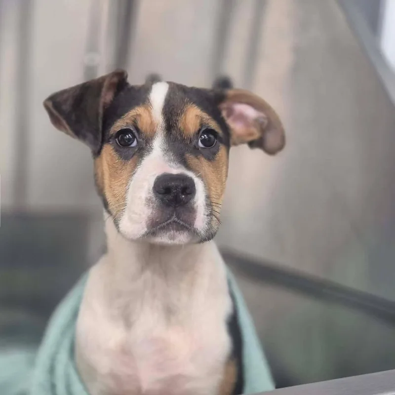A baby small-sized female White / Cream Pit Bull Terrier dog named Ally for adoption in Dover, AR
