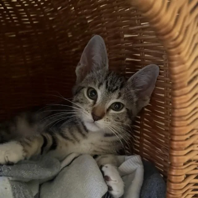A baby small-sized female Domestic Short Hair cat named Tina for adoption in Auburn, CA