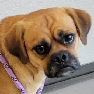 An adult medium-sized male Brown / Chocolate Mixed Breed dog named 110361 for adoption in Las Cruces, NM