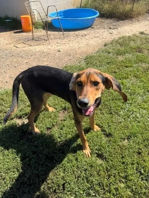 An adult medium-sized female Hound dog named Lumi for adoption in Augusta, WV