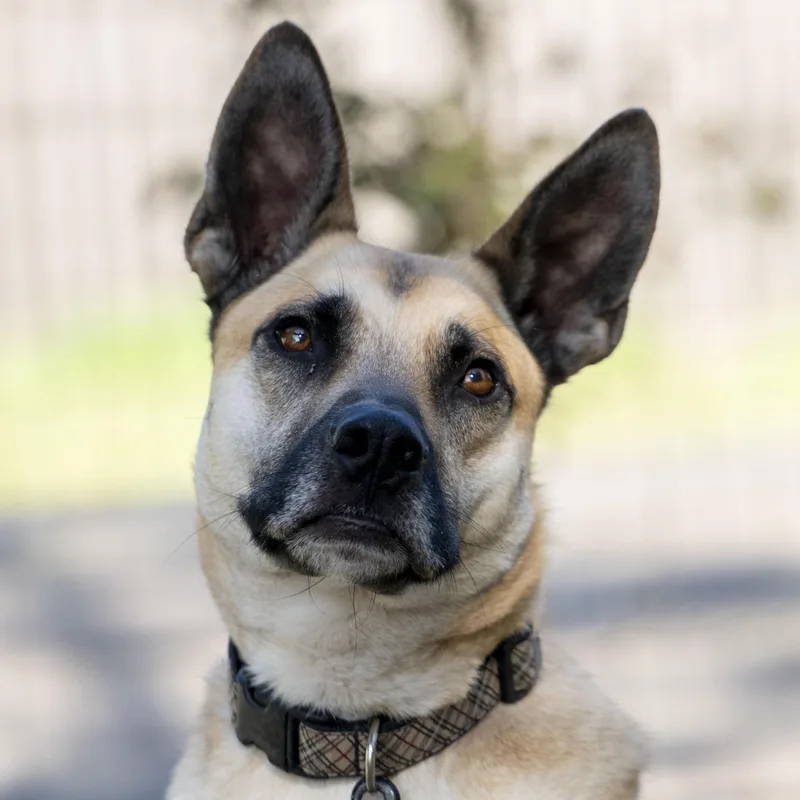 An adult large-sized male German Shepherd Dog dog named Buster for adoption in Petaluma, CA