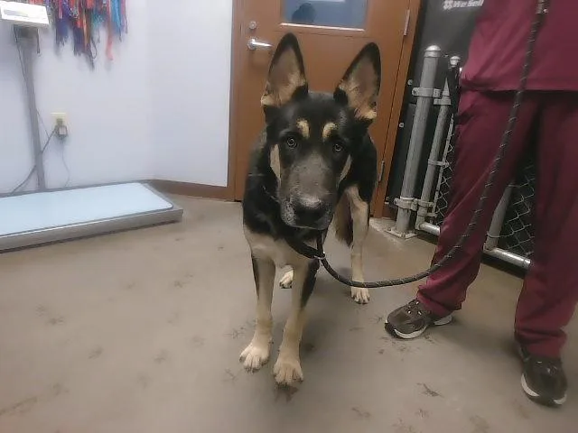 A young large-sized male German Shepherd Dog dog named Towers for adoption in Phoenix, AZ