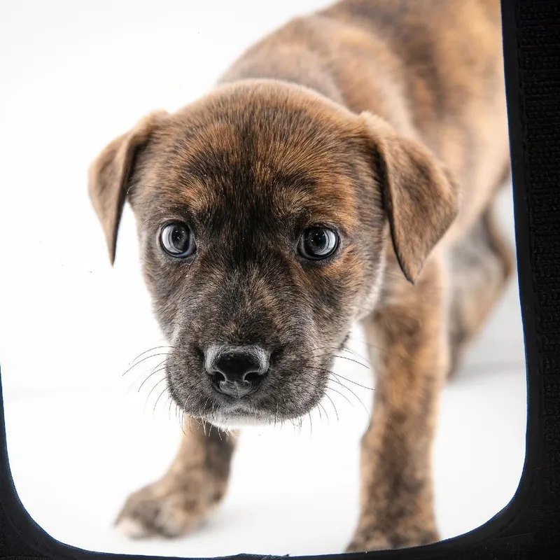 A baby medium-sized female Brindle Boxer dog named Laramie for adoption in Allen, TX