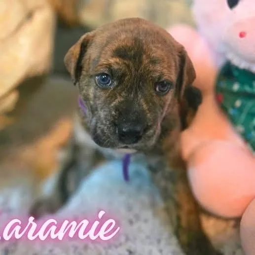 Laramie thumbnail 4