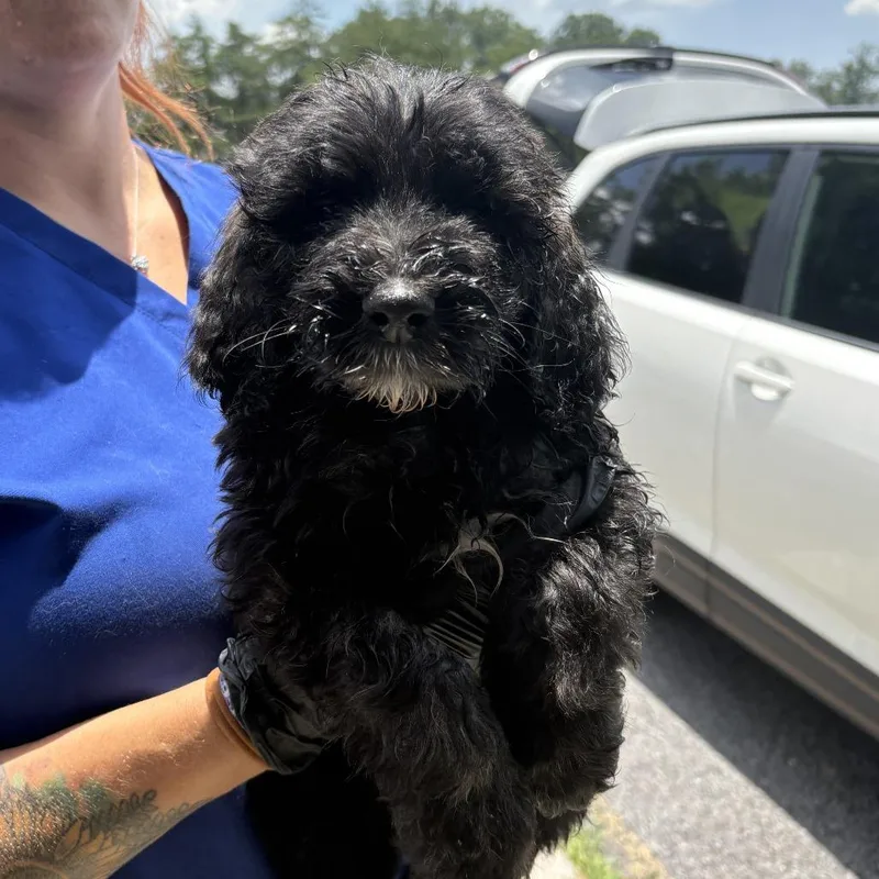 A baby large-sized male Black Poodle dog named Michael for adoption in Jefferson city, TN