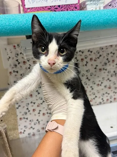 A baby small-sized male Domestic Short Hair cat named Eren for adoption in Riverside, CA