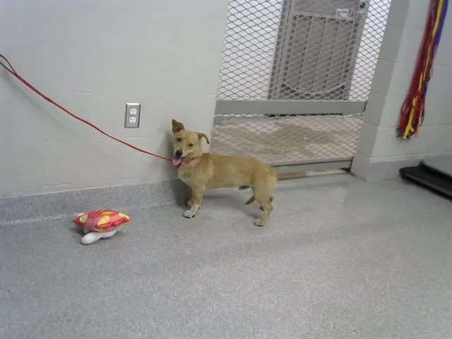 A young small-sized male Dachshund dog named A for adoption in Pasadena, TX
