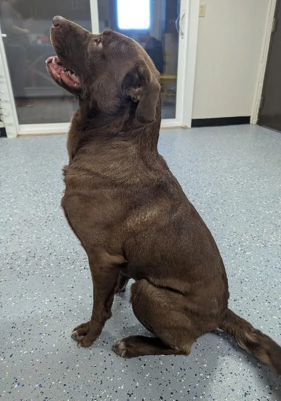 An adult large-sized male Labrador Retriever dog named Hei Hei for adoption in Yankton, SD