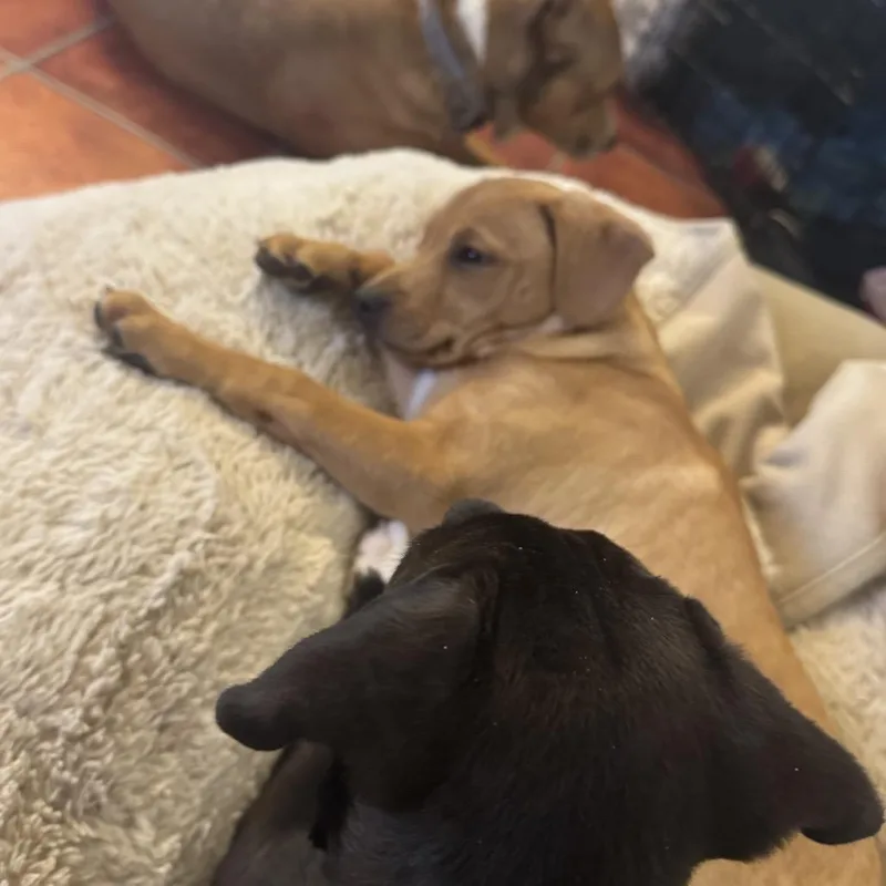 A baby medium-sized male Yellow / Tan / Blond / Fawn Labrador Retriever dog named River for adoption in Potomac, MD