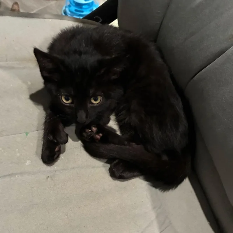 A baby small-sized male Black Extra-Toes Cat / Hemingway Polydactyl cat named Meowhattan for adoption in Bulverde, TX