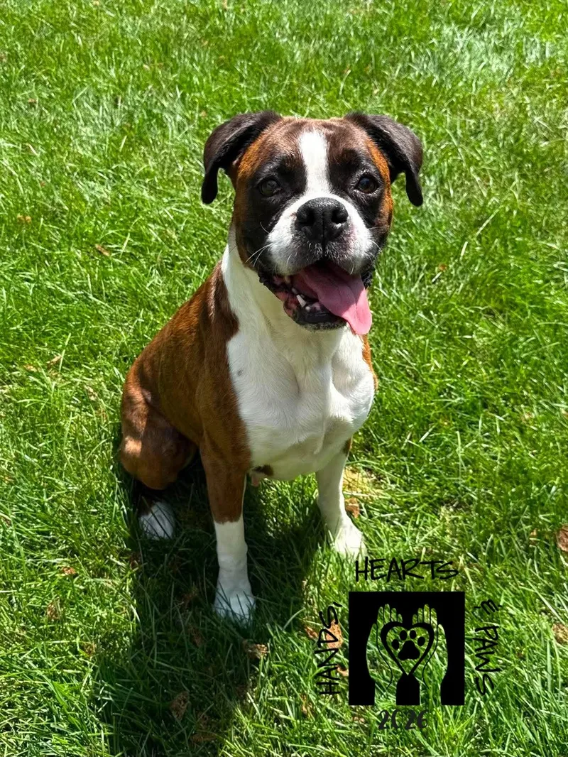 An adult medium-sized female Brindle Boxer dog named Roxy for adoption in Omaha, NE