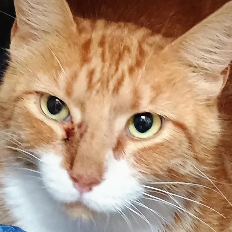 KitKat