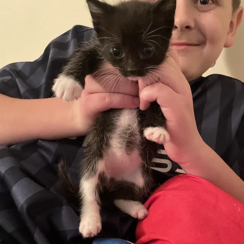 A baby small-sized female Black Domestic Short Hair cat named Maiz for adoption in Middle Village, NY