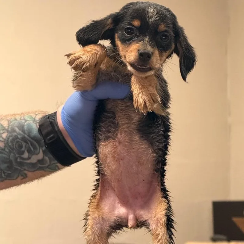 A baby small-sized female Dachshund dog named Abigail for adoption in Alexandria, VA