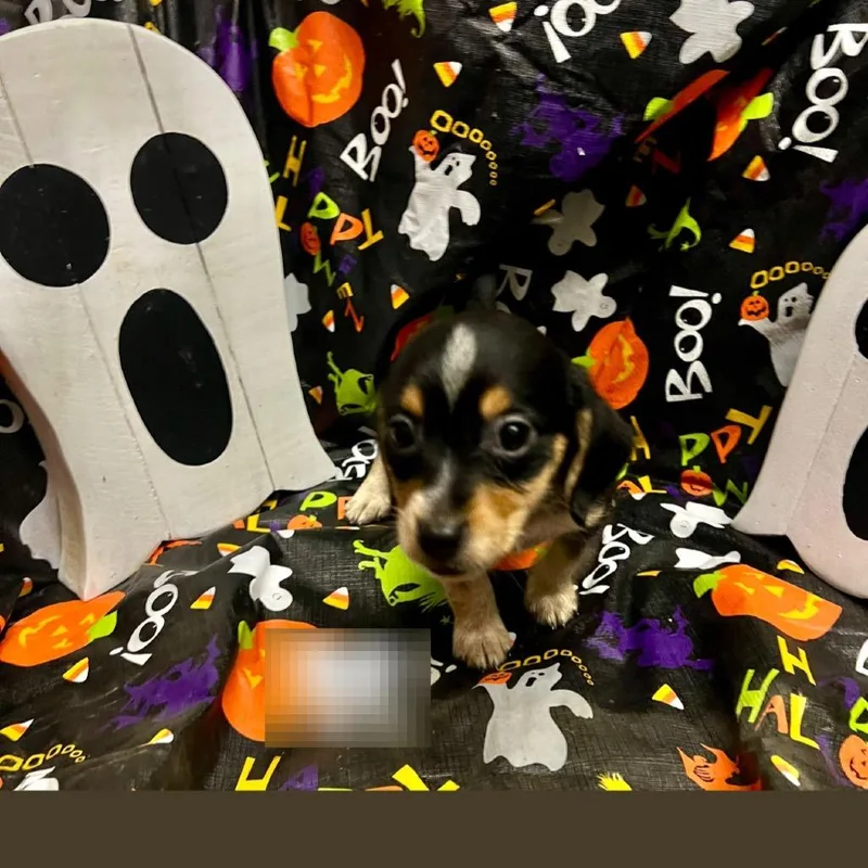 Abigail thumbnail 2