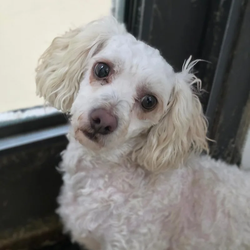 An adult small-sized male Maltese dog named Casper  Chino Hills for adoption in Chino Hills, CA