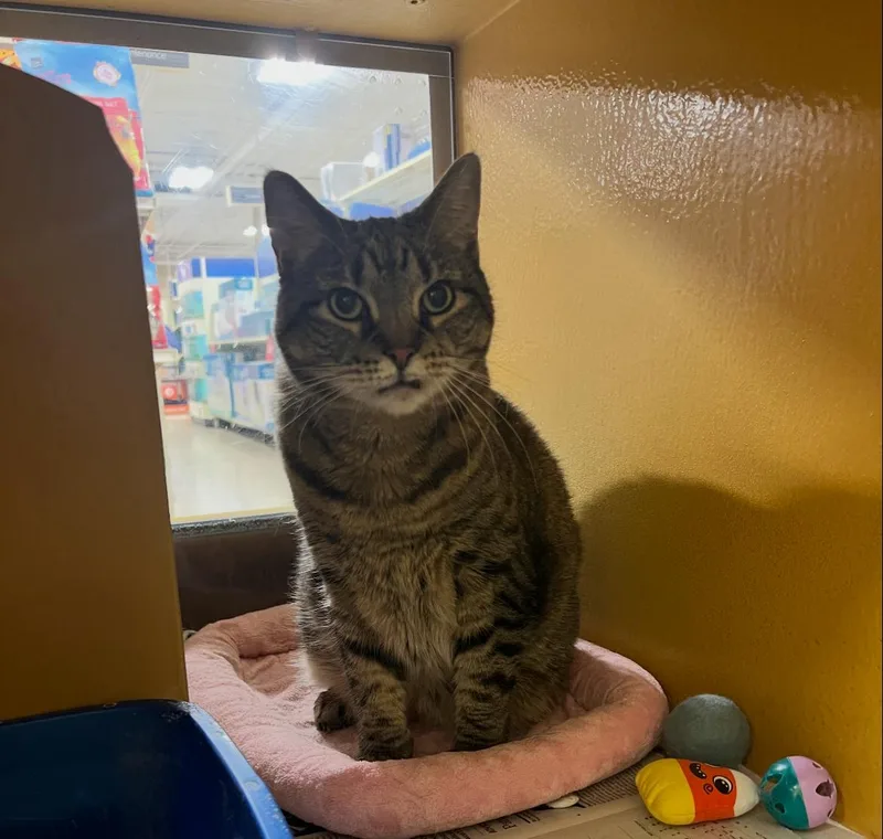 A senior medium-sized female Tabby (Brown / Chocolate) Domestic Short Hair cat named Hubble for adoption in Turnersville, NJ