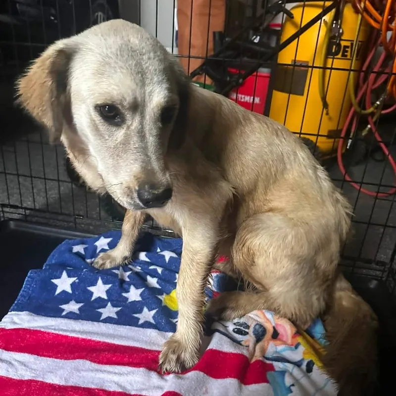 An adult medium-sized female White / Cream Labrador Retriever dog named Posey for adoption in Denison, TX