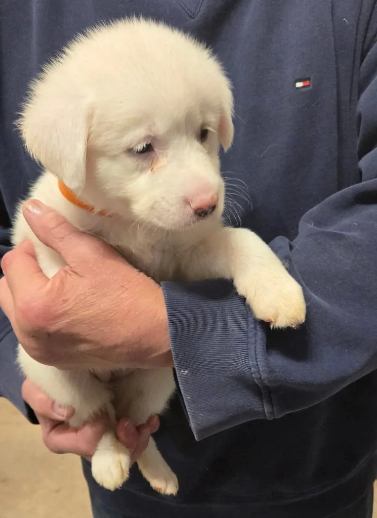A baby small-sized female Labrador Retriever dog named Scarlet for adoption in Thompson Falls, MT