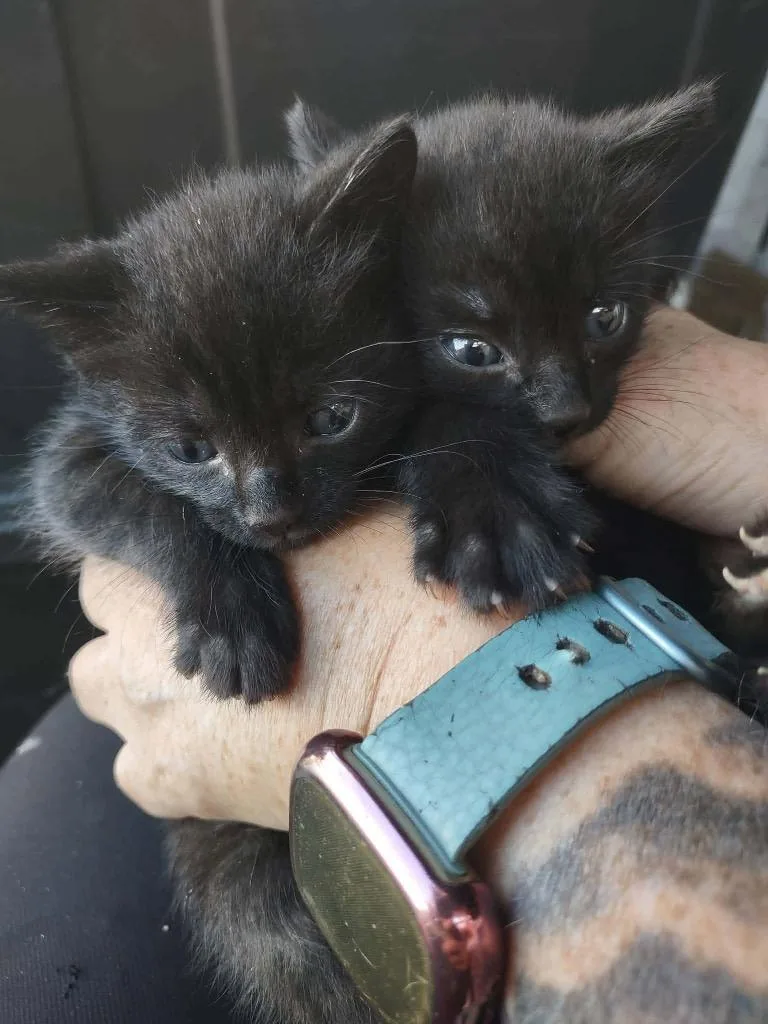 A baby medium-sized male Domestic Short Hair cat named Onyx for adoption in Tampa, FL