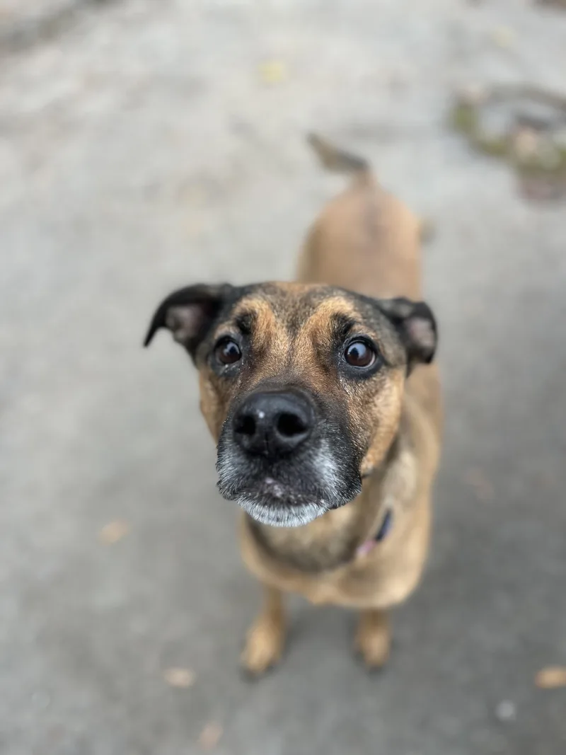 A senior medium-sized female Mixed Breed dog named Nala for adoption in Buffalo, NY