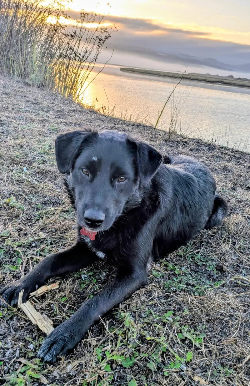 A young medium-sized female Labrador Retriever dog named Pippa for adoption in Eureka, CA