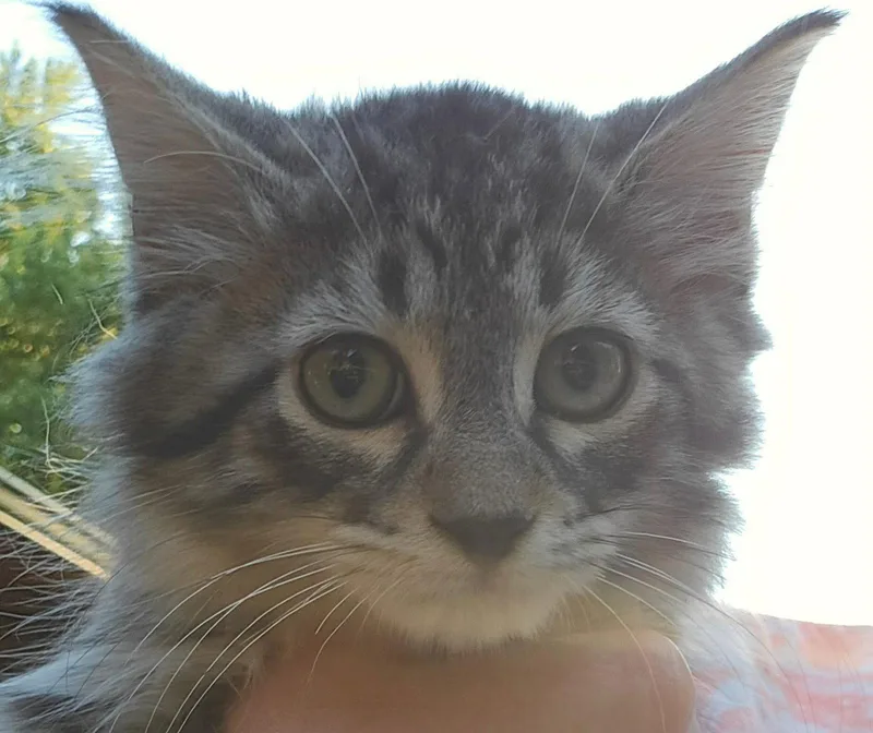 A baby medium-sized male Domestic Long Hair cat named Bearr for adoption in hinckley, IL