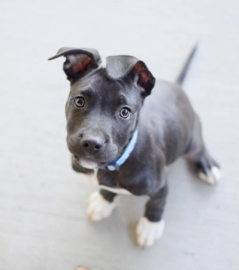 Frankie