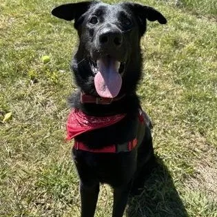 An adult large-sized male German Shepherd Dog dog named Payton for adoption in Worcester, MA