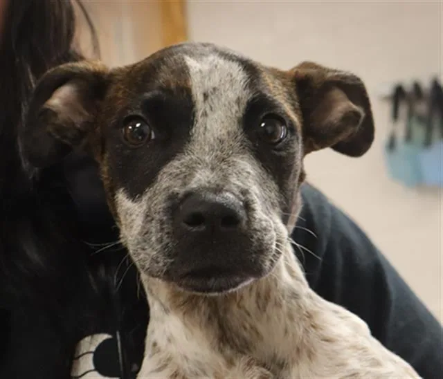 A baby small-sized female Mixed Breed dog named Freckles for adoption in Columbia, SC