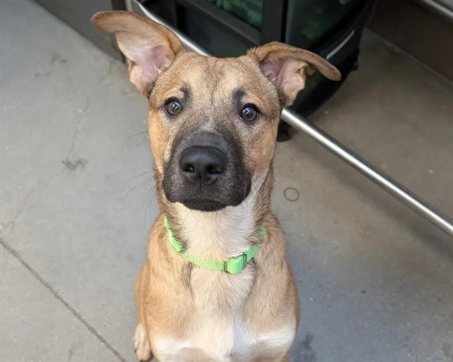 A young small-sized male German Shepherd Dog dog named Little Dude for adoption in Tucson, AZ