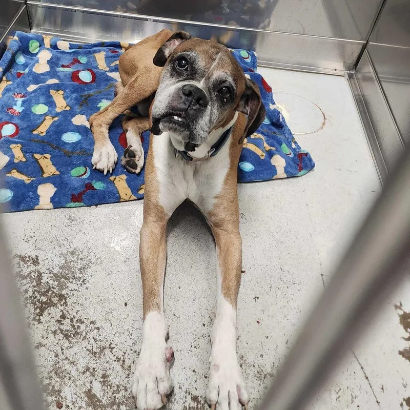 A senior large-sized male Yellow / Tan / Blond / Fawn Mixed Breed dog named Dallas for adoption in Davenport, IA