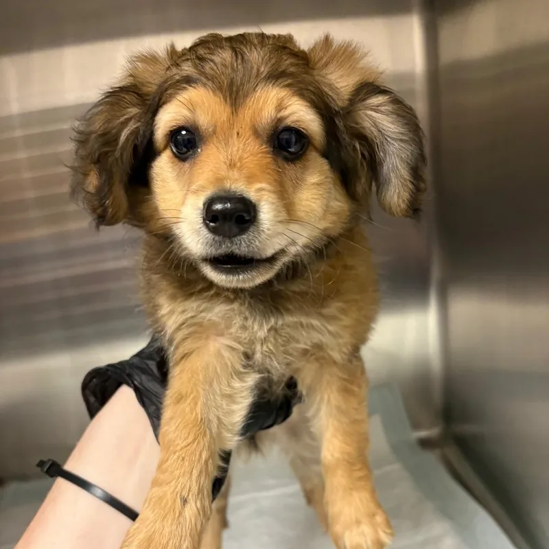 A baby small-sized female Yellow / Tan / Blond / Fawn Mixed Breed dog named Honey for adoption in Columbiana, AL