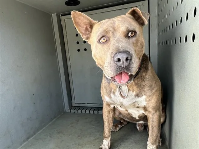 An adult large-sized male Pit Bull Terrier dog named Scrappy for adoption in Baldwin Park, CA