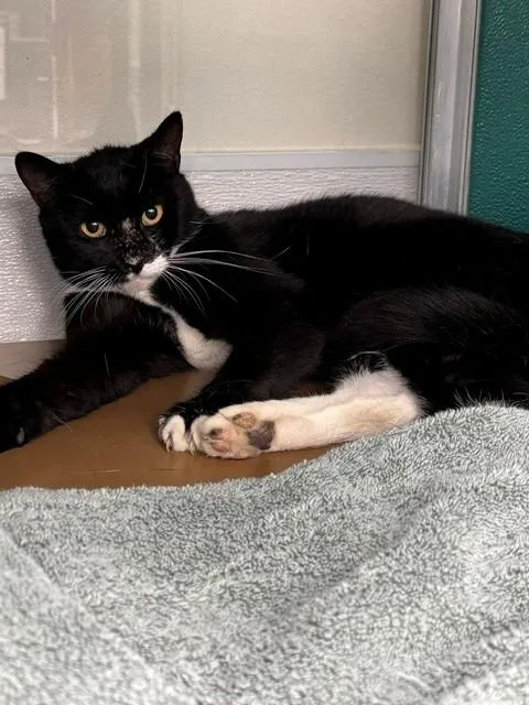 A young small-sized male Domestic Short Hair cat named Ross for adoption in Naples, FL