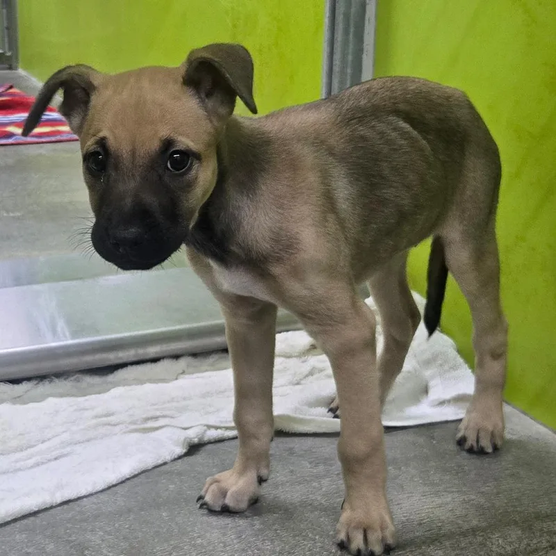 A baby small-sized female Shepherd dog named Bea for adoption in San Jacinto, CA