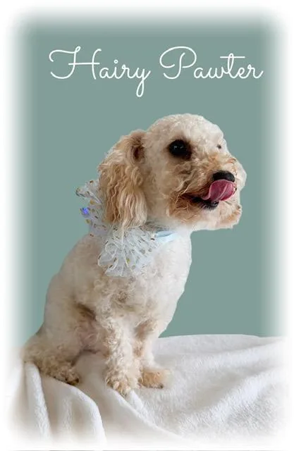 Hairy Pawter thumbnail 2