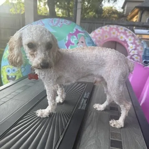 Hairy Pawter thumbnail 3