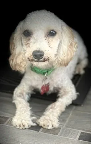 Hairy Pawter thumbnail 4