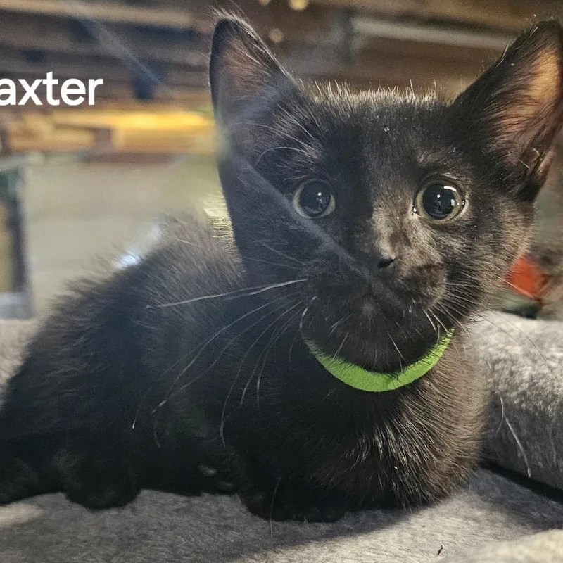 Baxter