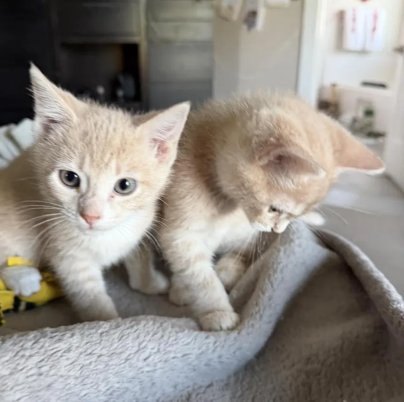 A baby medium-sized male Cream / Ivory Domestic Short Hair cat named Gary for adoption in Cincinnati, OH