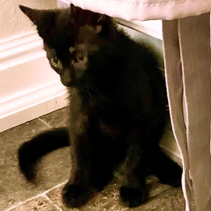A baby small-sized male Black Domestic Short Hair cat named Jeramiah for adoption in Pleasant Hill, CA