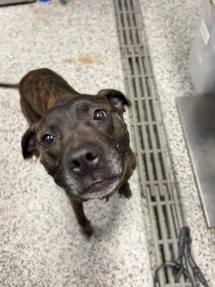 An adult medium-sized male Mixed Breed dog named Dodot for adoption in West Chester, PA